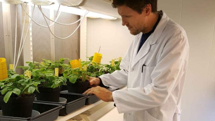 Forskere om GMO-mat: – Rema 1000, Coop og Norgesgruppen driver skremselspropaganda
