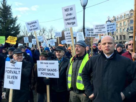 Sjokkmåling for Sverigedemokratene og 800 på ulvedemonstrasjon i Oslo (nyhetsbrev)