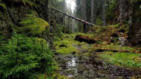 Norge har masse skog. Hvorfor er ikke det med i klimaregnskapet?