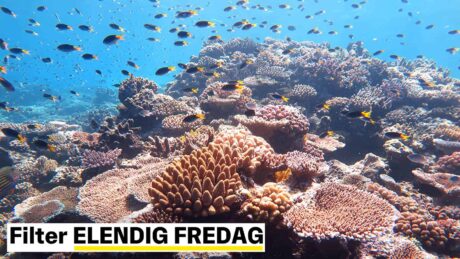 Alle masseutryddelsene startet med endringer i havene. I fjor var de varmere enn noensinne