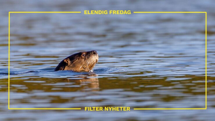 83 prosent av dyrelivet i innsjøer og elver er borte siden 1950