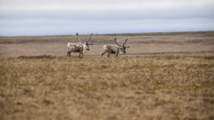 Trump fjerner forbud mot oljeboring i sårbar Alaska-natur
