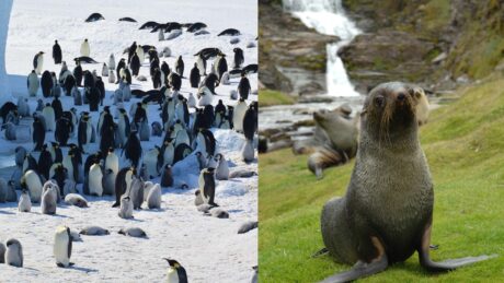 Klimaendringer: Nå ser det mørkt ut for keiserpingvinen og den antarktiske pelsselen